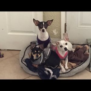 Meet your Posher, Guillermo